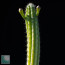 Cereus mirabella, particolare del fusto.