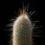 Cleistocactus sp., particolare dell'apice della pianta.