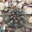 Copiapoa calderana, esemplare intero.