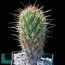 Coryphantha clava, esemplare adulto (fotografia di prodotti non oggetto di questa offerta, ai soli fini descrittivi).