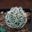 Coryphantha clava, immagine dell'intero esemplare.