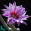 Echinocereus poselgeri, primo piano del fiore (fotografia di prodotti non oggetto di questa offerta, ai soli fini descrittivi).
