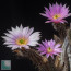 Echinocereus schmollii, particolare dei fiori (fotografia di prodotti non oggetto di questa offerta, ai soli fini descrittivi).