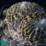Pelecyphora strobiliformis, immagine dell'intero esemplare.