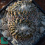 Pelecyphora strobiliformis, immagine dell'intero esemplare.