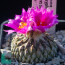 Pelecyphora strobiliformis, esemplare in fiore.