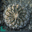 Pelecyphora strobiliformis, immagine dell'intero esemplare.