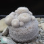 Epithelantha micromeris ssp. greggii, immagine dell'intero esemplare.