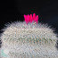 Epithelantha micromeris ssp. unguispina, particolare dell'apice della pianta (fotografia di prodotti non oggetto di questa offerta, ai soli fini descrittivi).