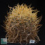 Ferocactus chrysacanthus, esemplare intero.