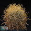Ferocactus chrysacanthus, esemplare intero.