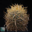 Ferocactus chrysacanthus, esemplare intero.