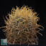 Ferocactus chrysacanthus, esemplare intero.