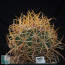 Ferocactus chrysacanthus, esemplare intero.