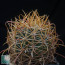 Ferocactus chrysacanthus, esemplare intero.