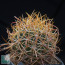 Ferocactus chrysacanthus, esemplare intero.