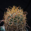 Ferocactus chrysacanthus, esemplare intero.