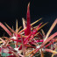 Ferocactus gracilis, particolare delle spine.