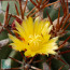 Ferocactus lindsayi, esemplare intero.
