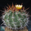 Ferocactus lindsayi, esemplare intero.