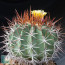 Ferocactus lindsayi, esemplare intero.