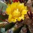 Ferocactus lindsayi, primo piano del fiore.