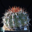 Ferocactus lindsayi, esemplare intero.