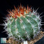 Ferocactus lindsayi, immagine dell'intero esemplare.