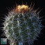 Ferocactus lindsayi, esemplare intero.