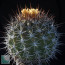 Ferocactus lindsayi, esemplare intero.