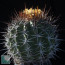 Ferocactus lindsayi, esemplare intero.