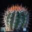 Ferocactus lindsayi, esemplare intero.