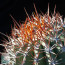 Ferocactus lindsayi, particolare dell'apice della pianta.