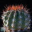 Ferocactus lindsayi, esemplare intero.