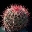 Ferocactus pilosus, esemplare intero.