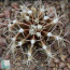 Gymnocalycium anisitsii, immagine dell'intero esemplare.