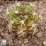 Gymnocalycium damsii, immagine dell'intero esemplare.