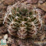 Gymnocalycium mihanovichii, immagine dell'intero esemplare.