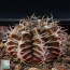 Gymnocalycium mihanovichii, immagine dell'intero esemplare.