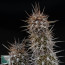 Cleistocactus sextonianus, particolare delle ramificazioni.