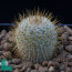 Mammillaria flavicentra, immagine dell'intero esemplare.