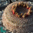 Mammillaria formosa, esemplare adulto (fotografia di prodotti non oggetto di questa offerta, ai soli fini descrittivi).