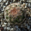 Mammillaria gasseriana, esemplare intero.