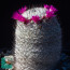 Mammillaria haageana, particolare dell'apice della pianta (fotografia di prodotti non oggetto di questa offerta, ai soli fini descrittivi).