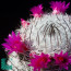 aMammillaria haageana, particolare dei fiori (fotografia di prodotti non oggetto di questa offerta, ai soli fini descrittivi).