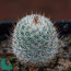 Mammillaria haageana, immagine dell'intero esemplare.