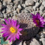 Mammillaria hernandezii, esemplare in fiore (fotografia di prodotti non oggetto di questa offerta, ai soli fini descrittivi).