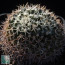 Mammillaria karwinskiana ssp. nejapensis, esemplare intero.