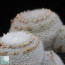 Mammillaria klissingiana, immagine dell'intero esemplare.  (fotografia di prodotti non oggetto di questa offerta, ai soli fini descrittivi)