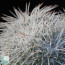 Mammillaria parkinsonii, esemplare adulto.  (fotografia di prodotti non oggetto di questa offerta, ai soli fini descrittivi)